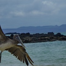 Flying pelican on Playa Garrapatero