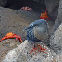 Red footed bird with crabs in the port of Puerto Baquerizo Moreno, the main settlement of San Cristobal island and capital of Galapagos