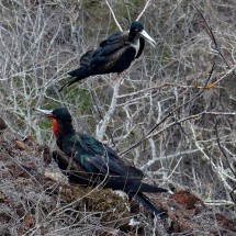 Frigate birds male with red neck and female