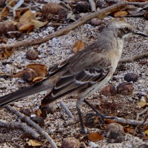 Another Darwin finch
