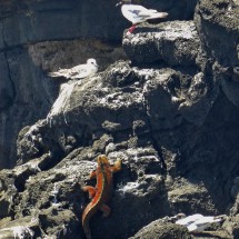 Gulls with climbing iguana