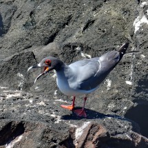 Red-footed sea gull