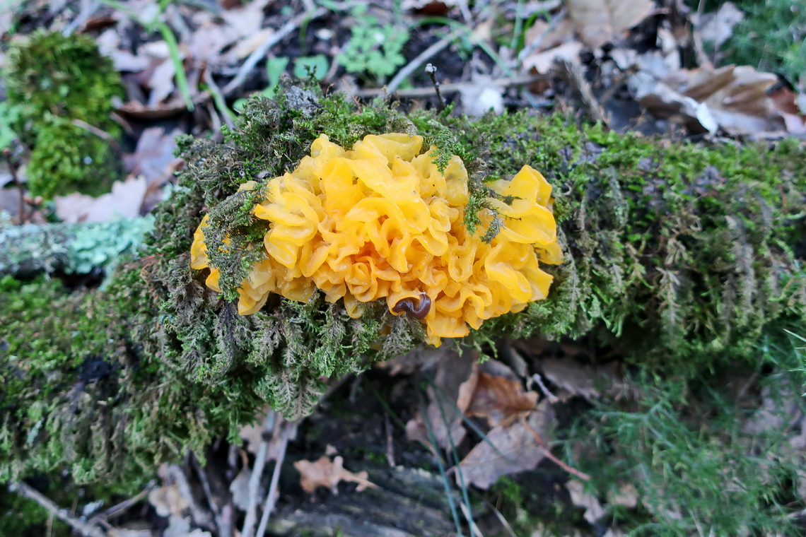Bright yellow mushroom on foot of Pico del Aljibe