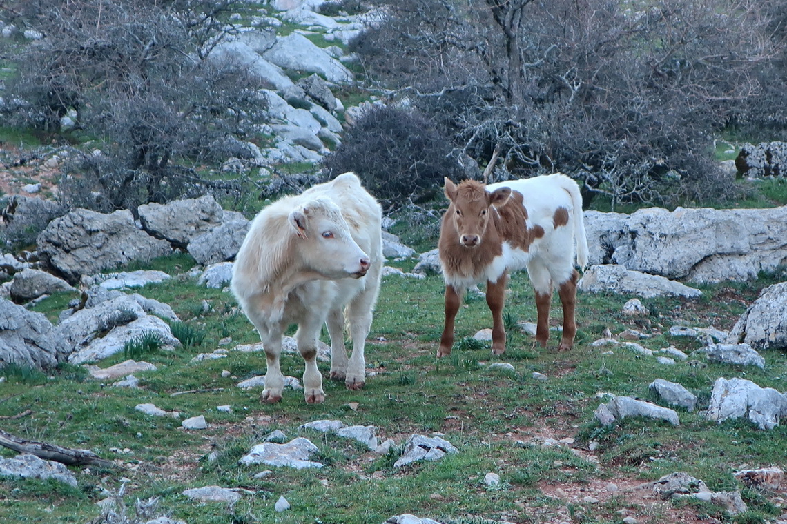 Two calves close to our trail