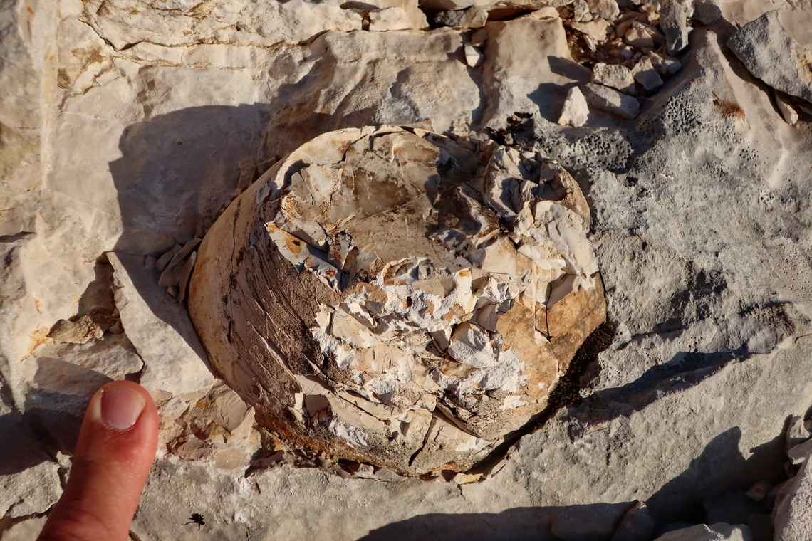 Enormous fossilized egg on the descent of Simancon