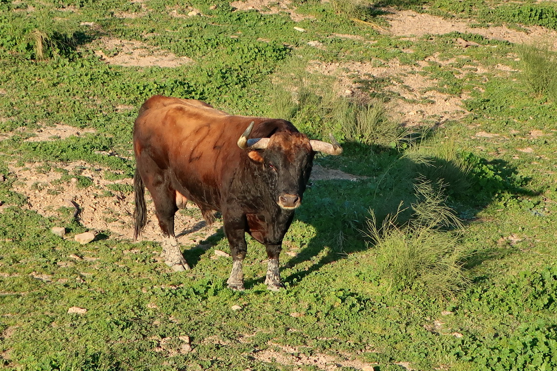 Younger bull on Via Verde de la Sierra