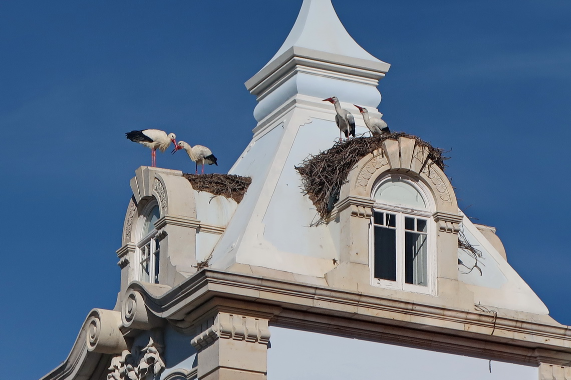 Storks in Faro