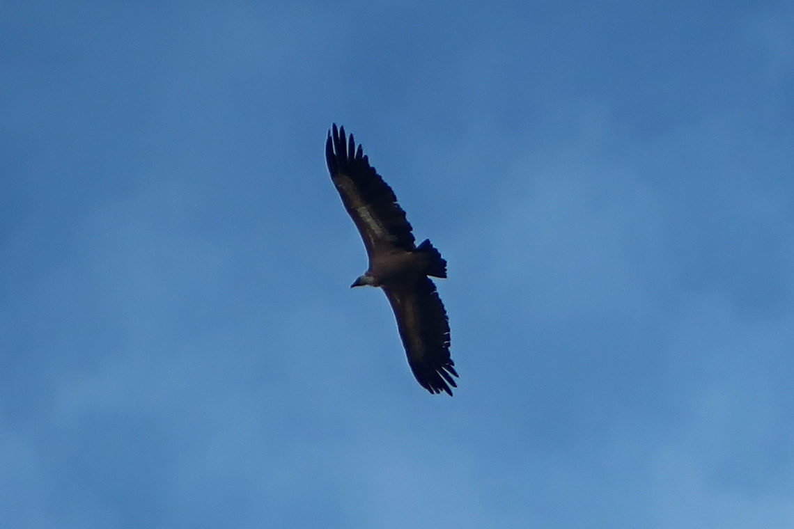 Eagle in the sky on our ascent to Puy de Sancy