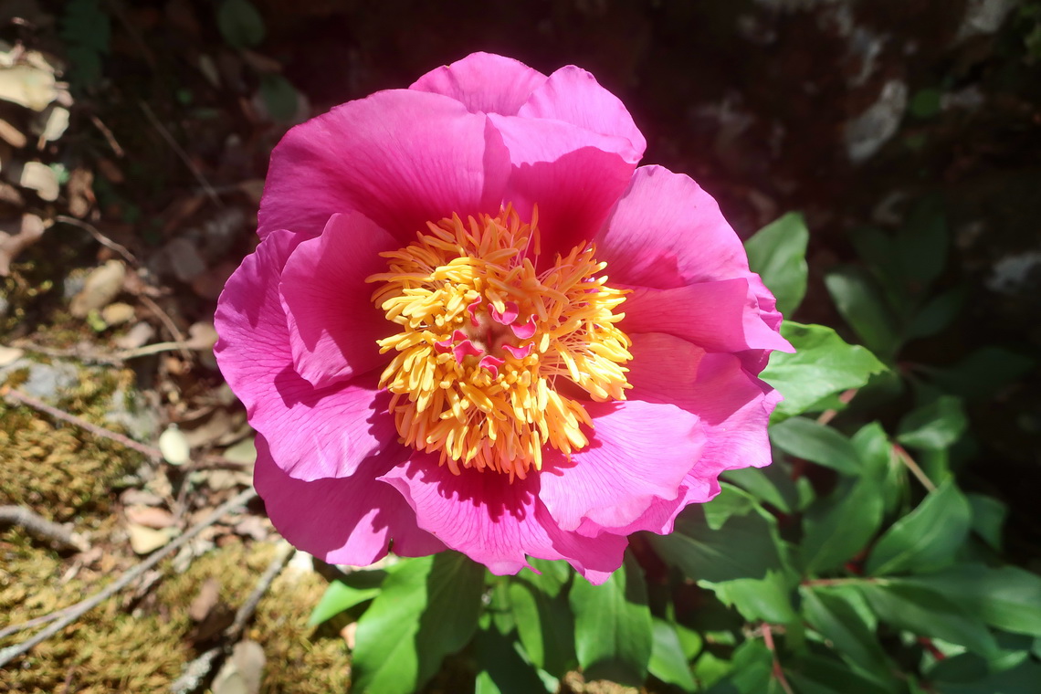 Peony on the way to the summit of Sierra de los Pinos