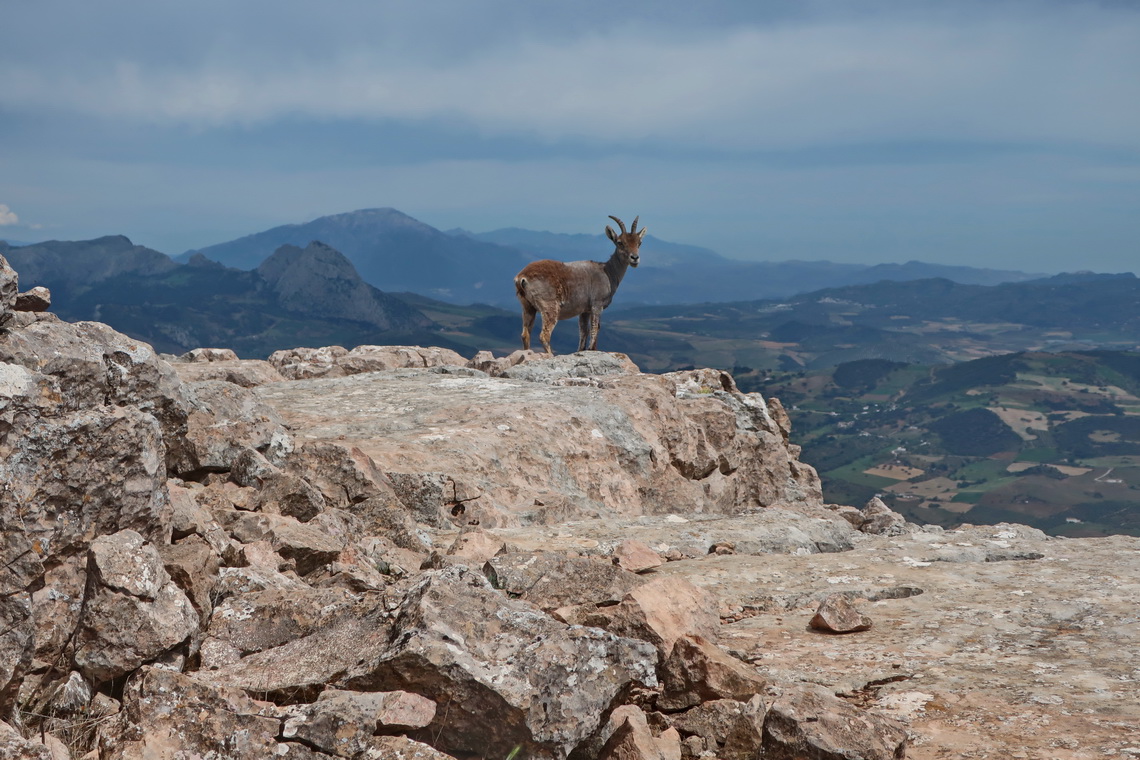 Ibex on the orange trail of El Torcal