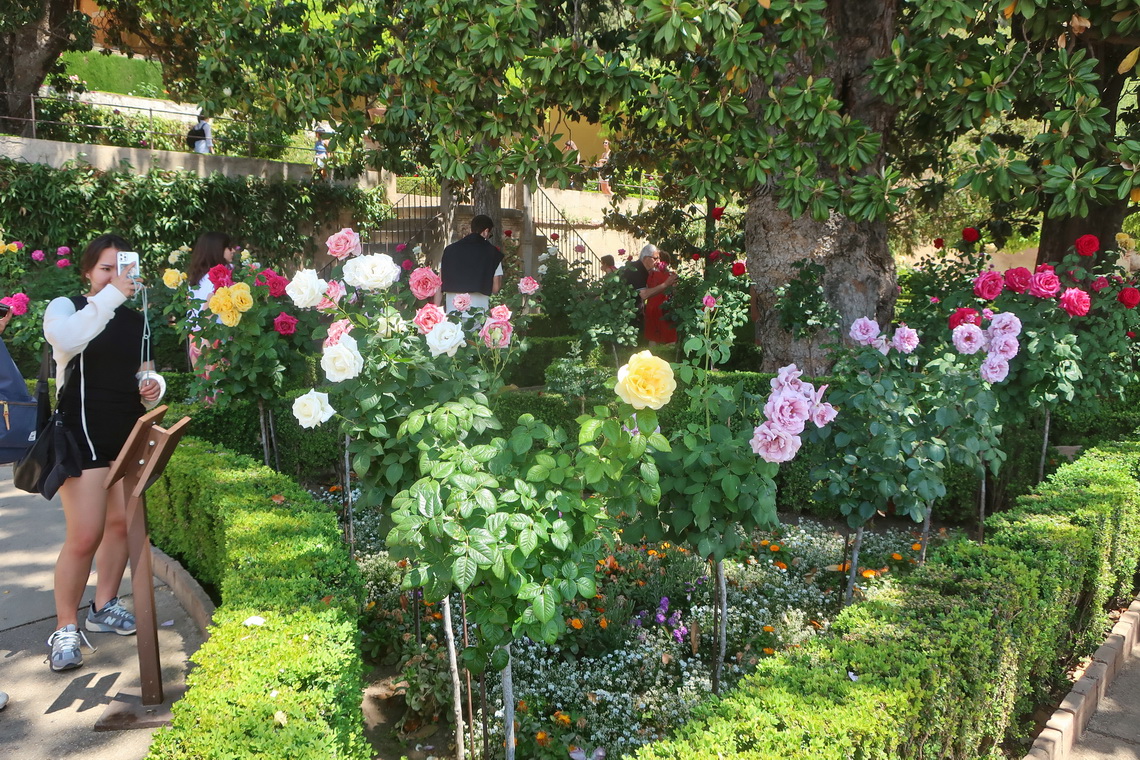 Roses of Alhambra