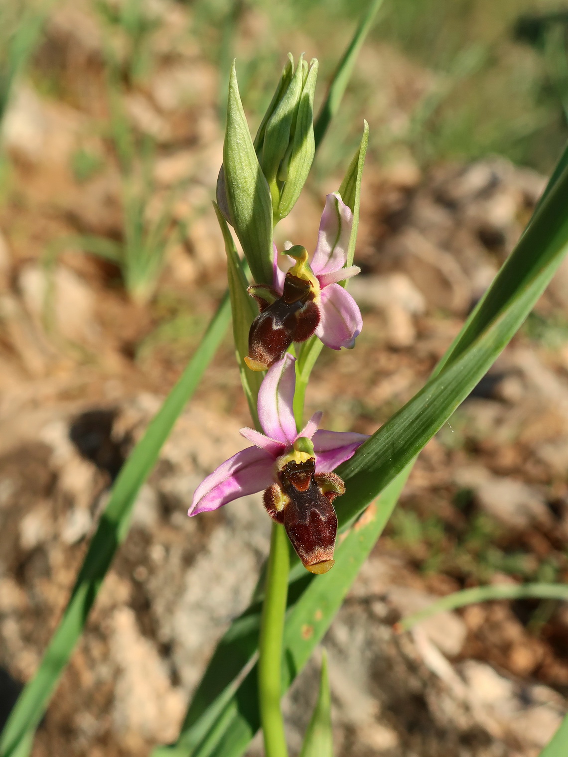 Orchid on the western slope of Mirador del Cerro Nicolá