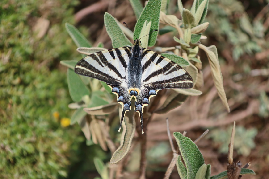 Butterfly on top of Cruz de Juanar