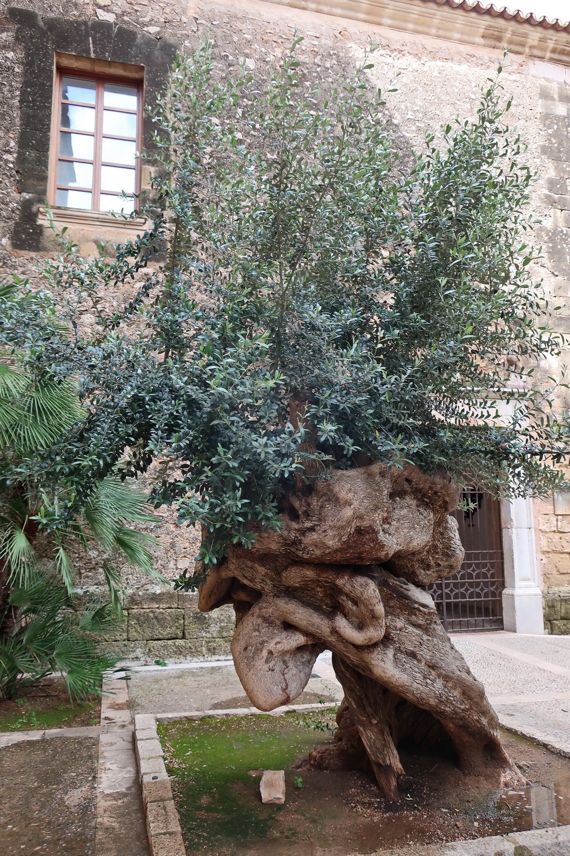 Old olive tree in front of the church Mare de Déu Del Roser
