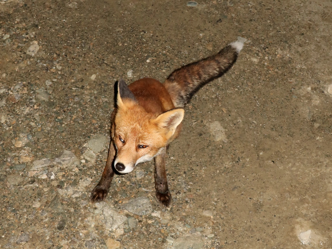 Fox in the late evening