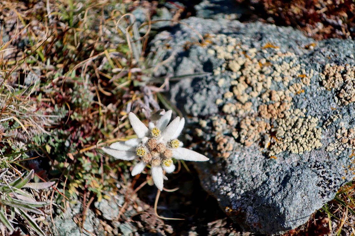 Edelweiss on the way to Punta Leynir