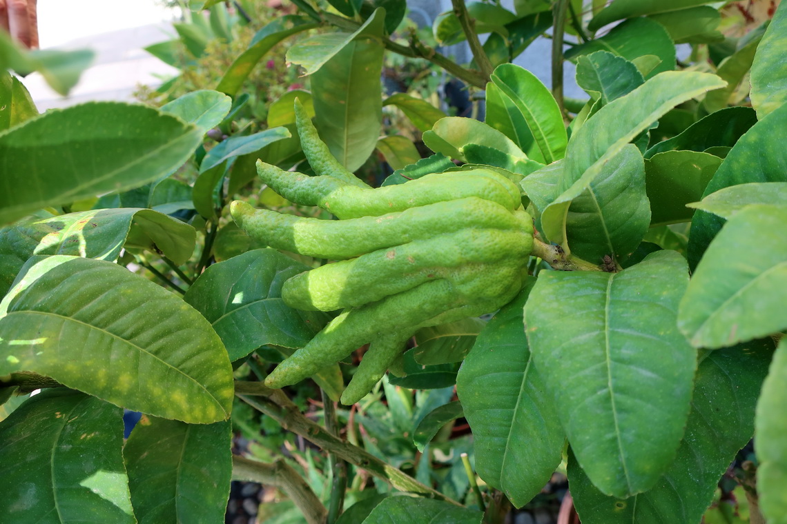 Lemon Buddha's Hand