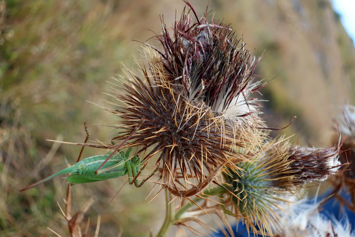 Thistle with green grasshopper (left bottom)