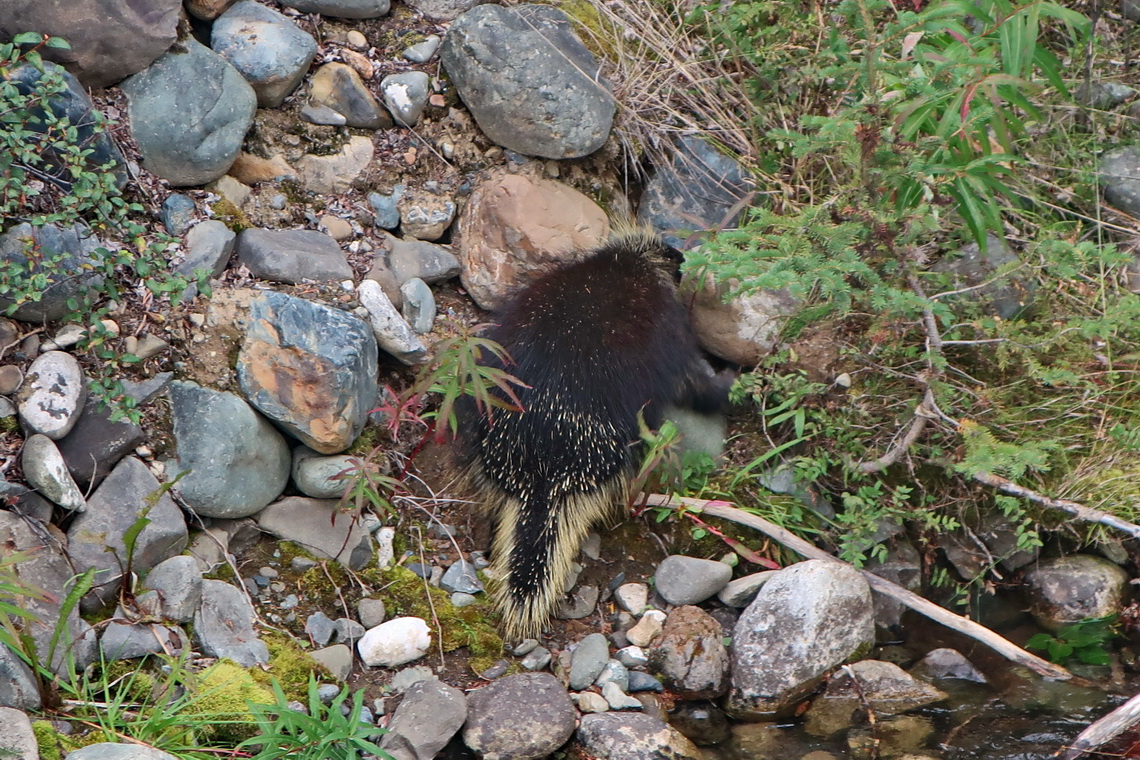 Porcupine close to the little Carcross Desert
