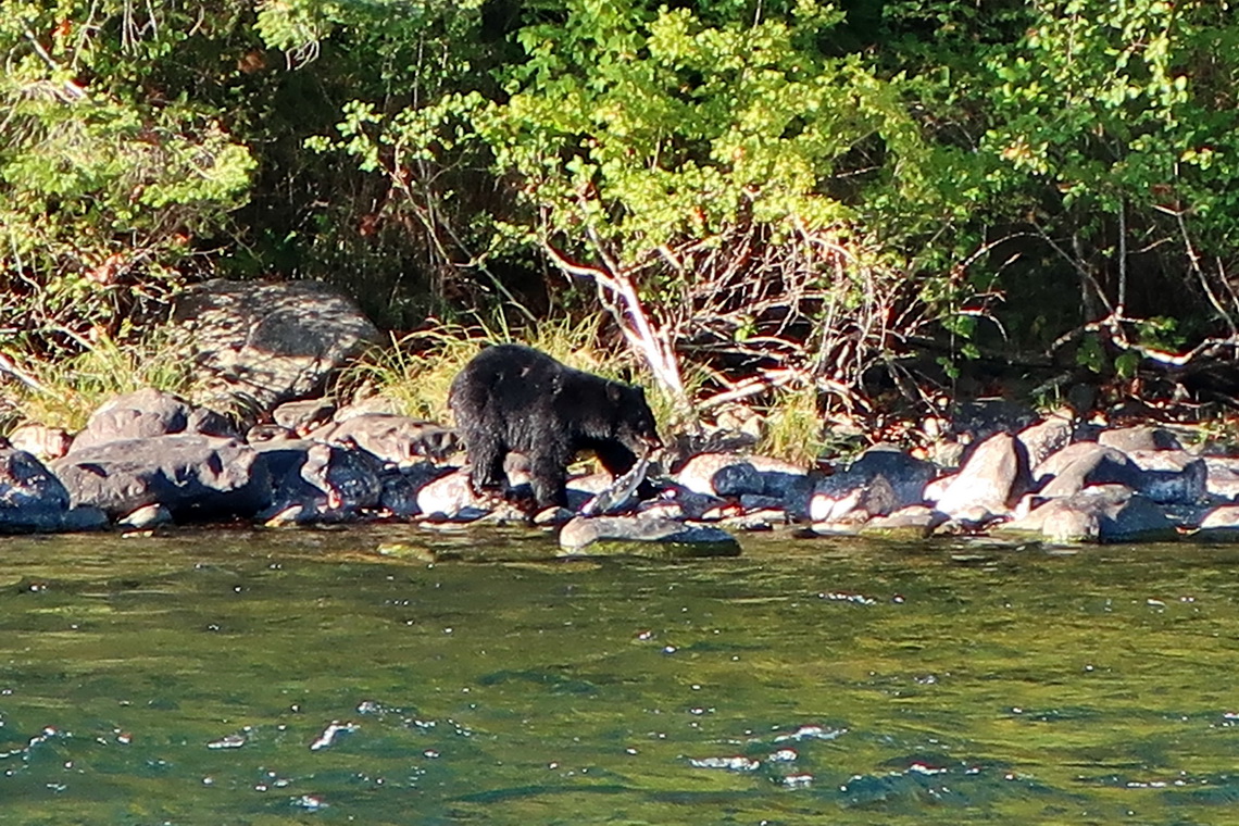 Black Bear with a Salmon in its mouth