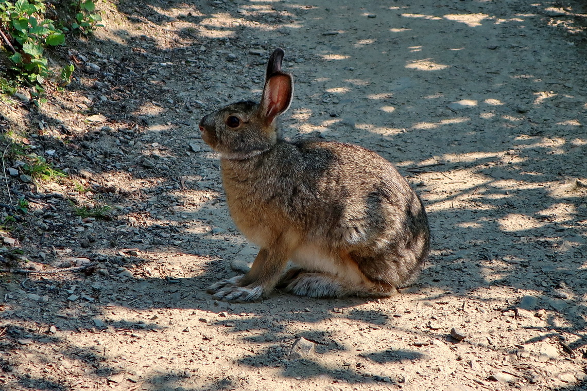 Snow Hare on the path to the ridge of Mount Healy