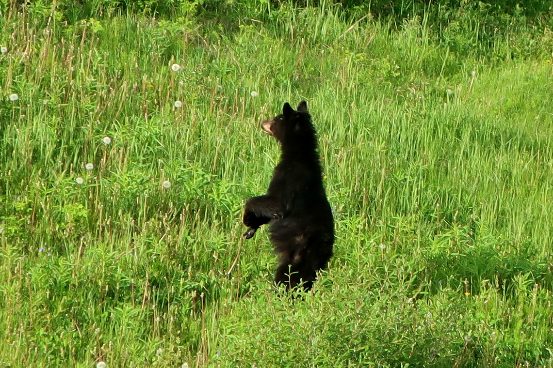 Young Black Bear on Alaska Highway close to Loon Lake