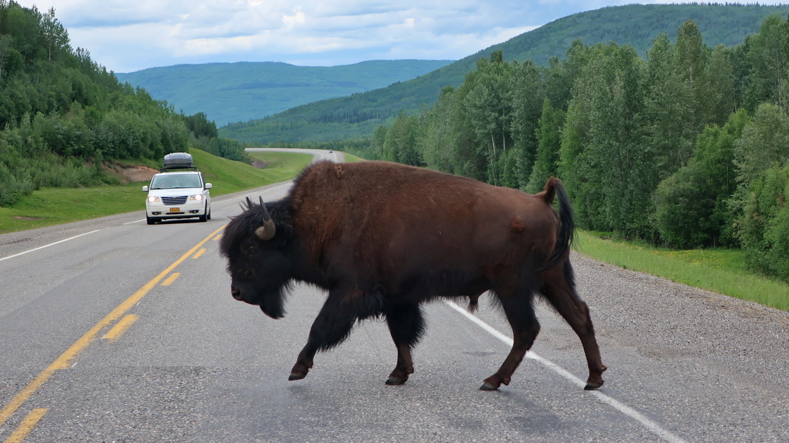 Indeed a Wood Bison is crossing Alaska Highway which is the largest land animal of North America