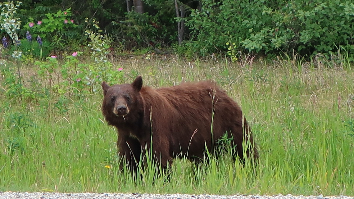 Brown Black Bear on Alaska Highway few kilometers north of Smith River Falls