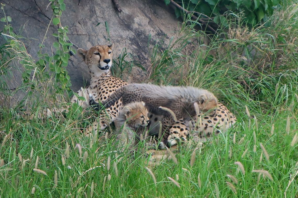 Cheetah with two cubs