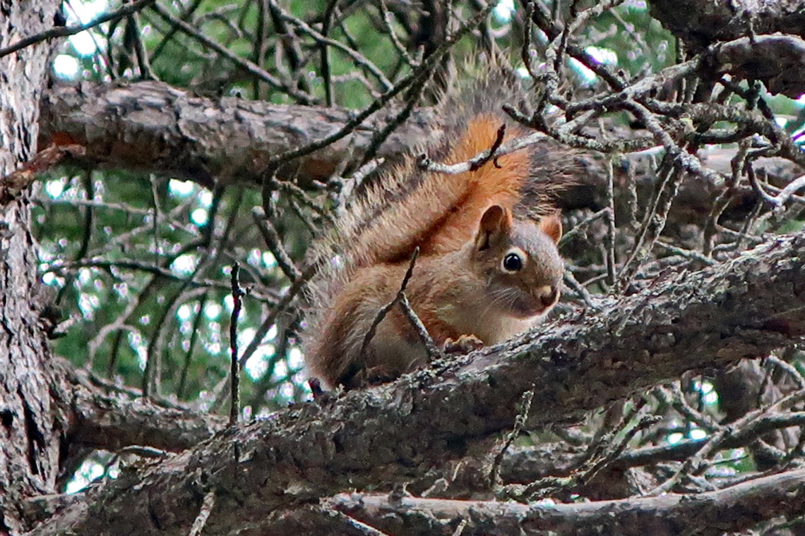 Squirrel seen on the Beaver Boardwalk of Hinton