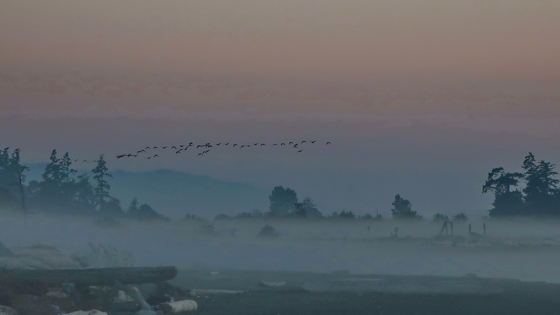 Flying birds on Island View Beach early in the morning