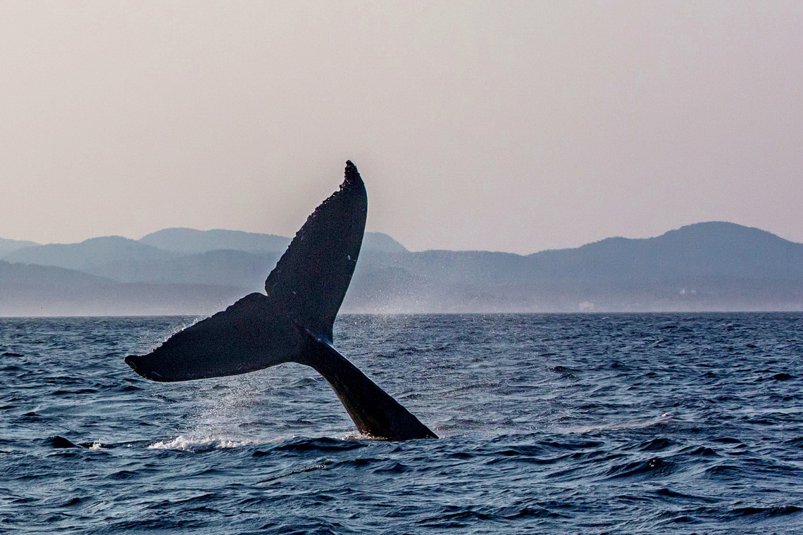 Fin of a Humpback Whale - Note: This photo was taken by our agency on the same day we did Whale Watching