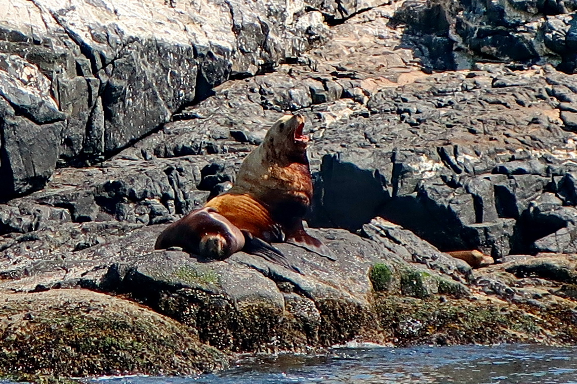 Mating Sea Lions