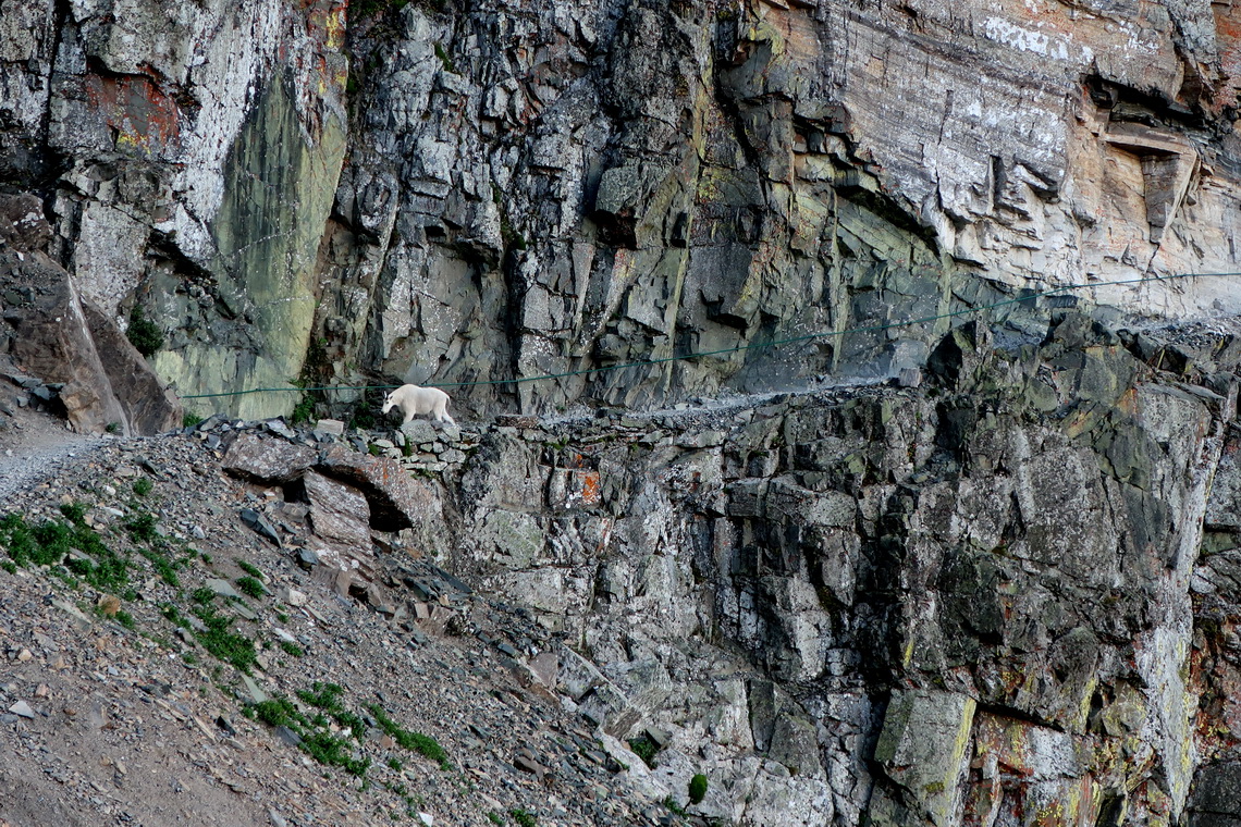 Mountain Goat in the rocks