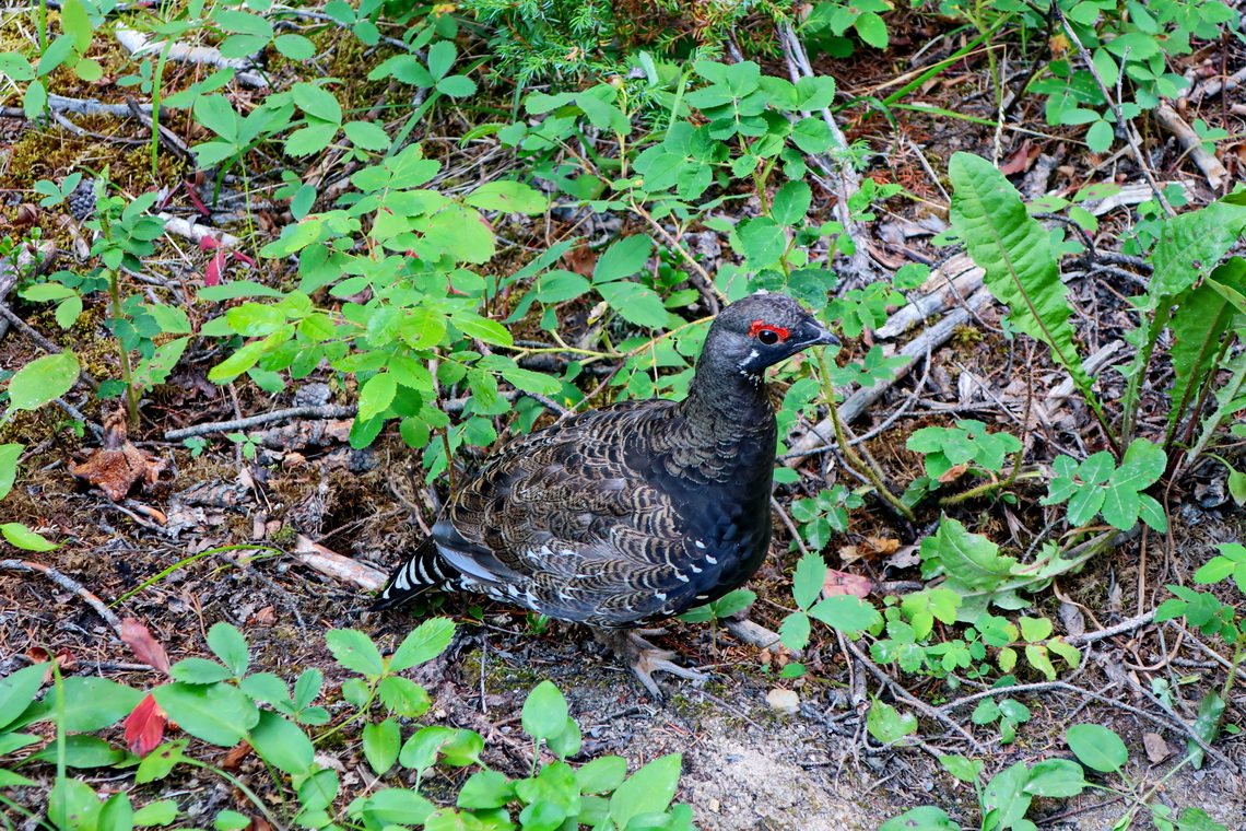 Grouse on the trail to Wapta Falls
