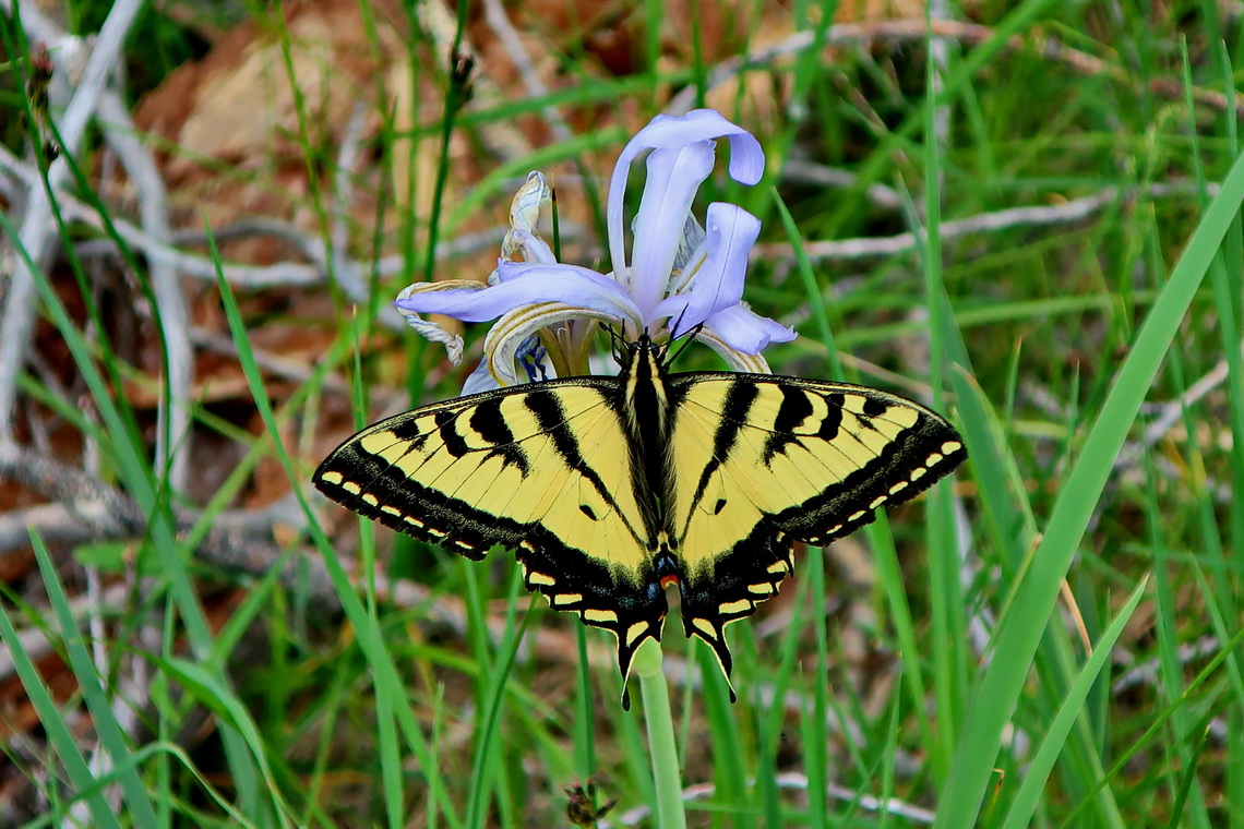 Butterfly on Treasure Island