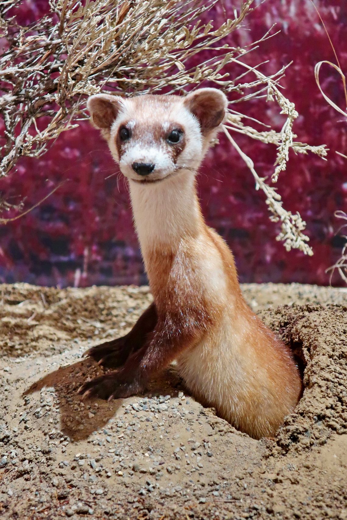 Black-Footed Ferret in the museum of Meeteetse, which is one of the rarest mammals on earth