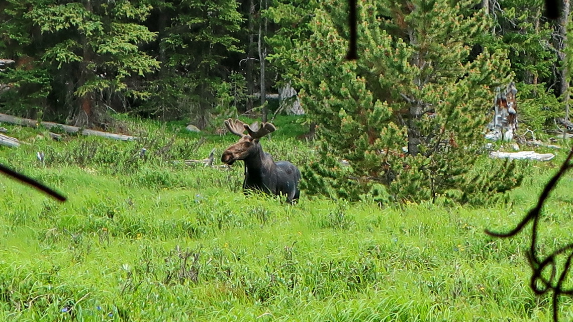 Moose between Lake Helen and the trailhead of Cloud Peak