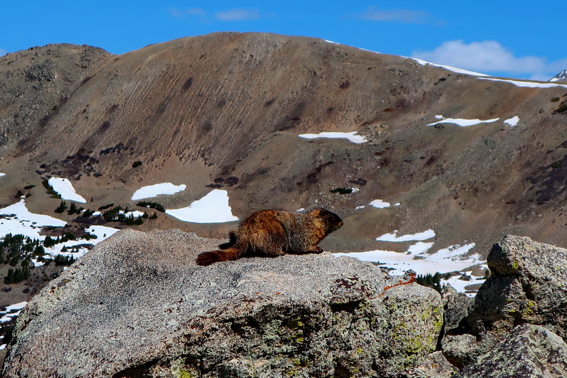 Marmot on the way to Mount Yale