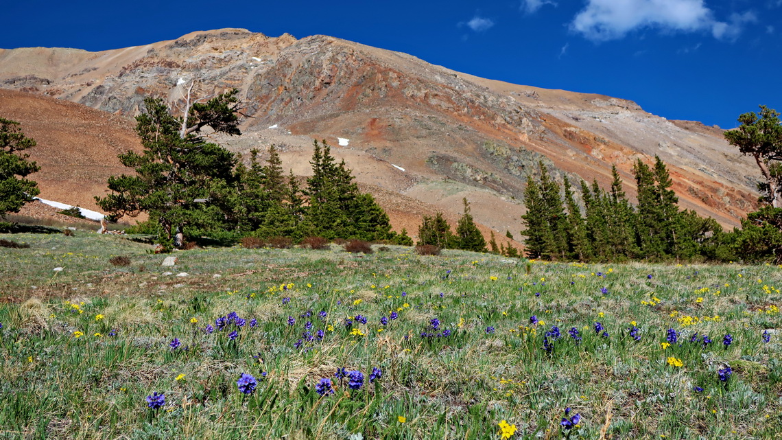 Flowers with the red western slopes of Mount Bross