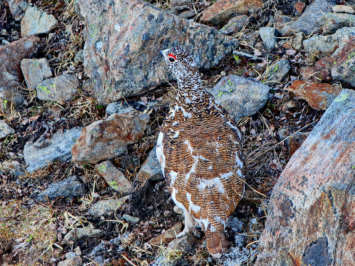 Male Grouse Lek in the Chihuahua Gulch