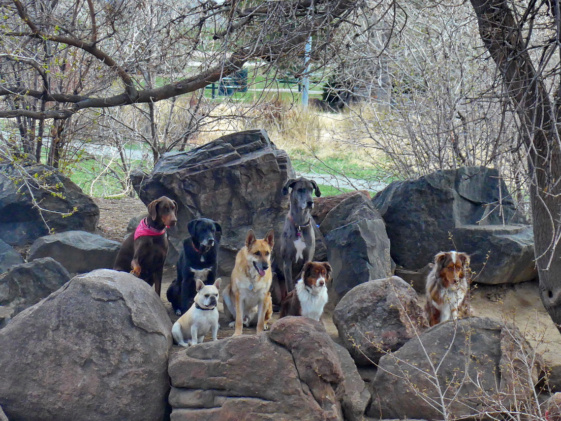 Dog parade outside of the Museum of Nature & Science