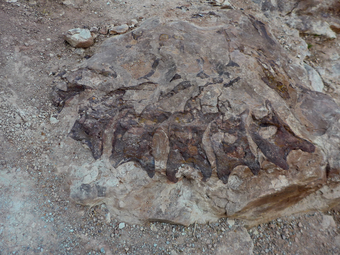 Vertebrae from the back of a juvenile Diplodocus seen on Dinosaur Hill close to Jouflas campground