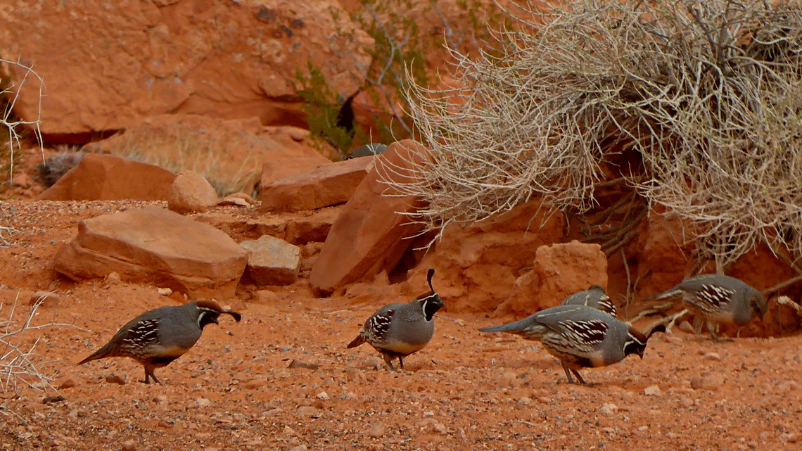 Gambel's quail on the visitor center of Valley of Fire