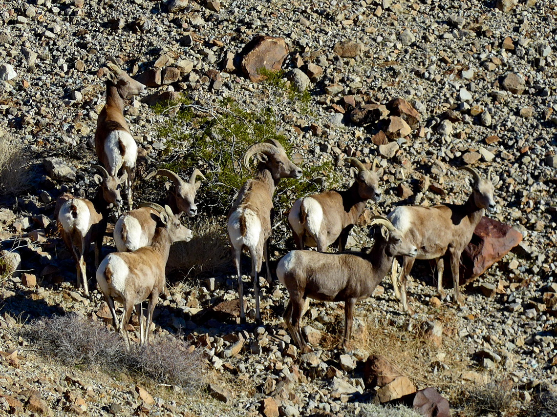 Bighorn Sheep seen on the way to Lookout Kingman Wash 