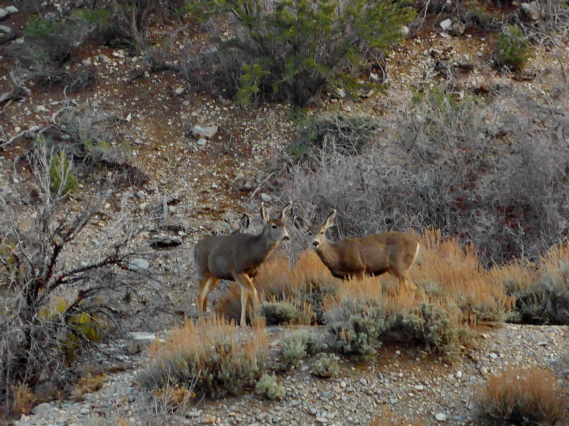 Deer on foot of Mount Charleston