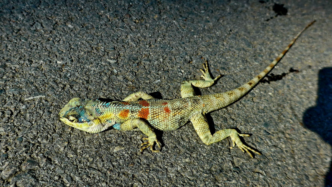 Lizard living in Wat Rong Khun