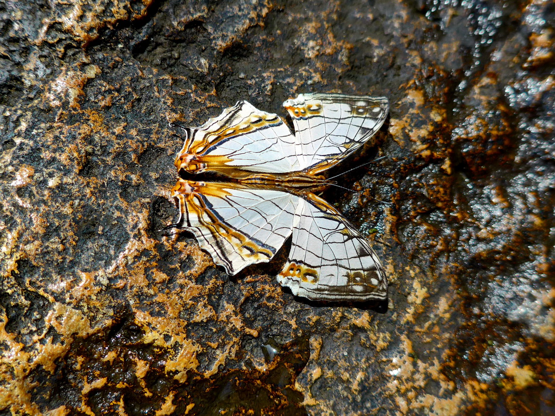 Butterfly on the rocks of the waterfall