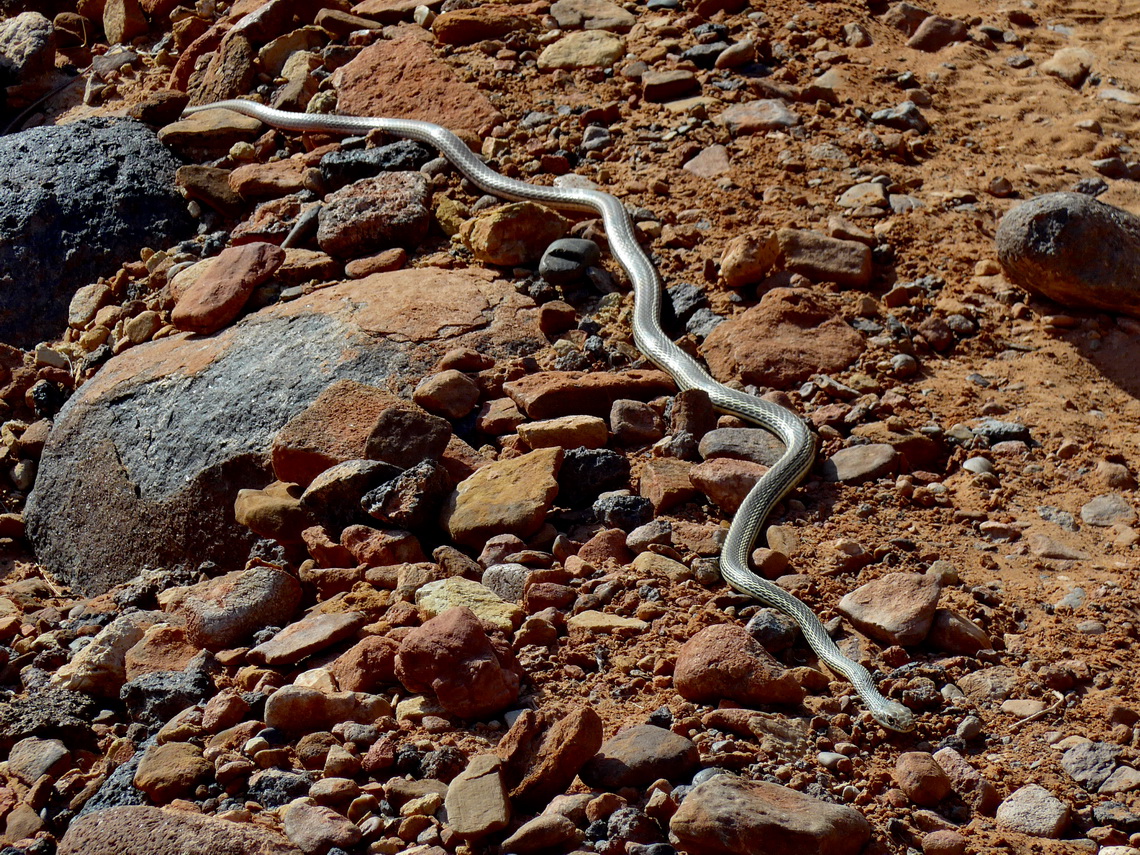 Pacific Gopher Snake seen on the way back from the Navajo Knobs 
