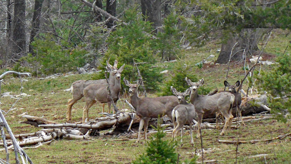 Deer in the Lincoln National Forest